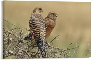 Kestrels Couple On Thornbush Room Aesthetics Posters Canvas Bedroom Sports Office Decoration Gifts Wall Art Printing 20x30inch(50x75cm)