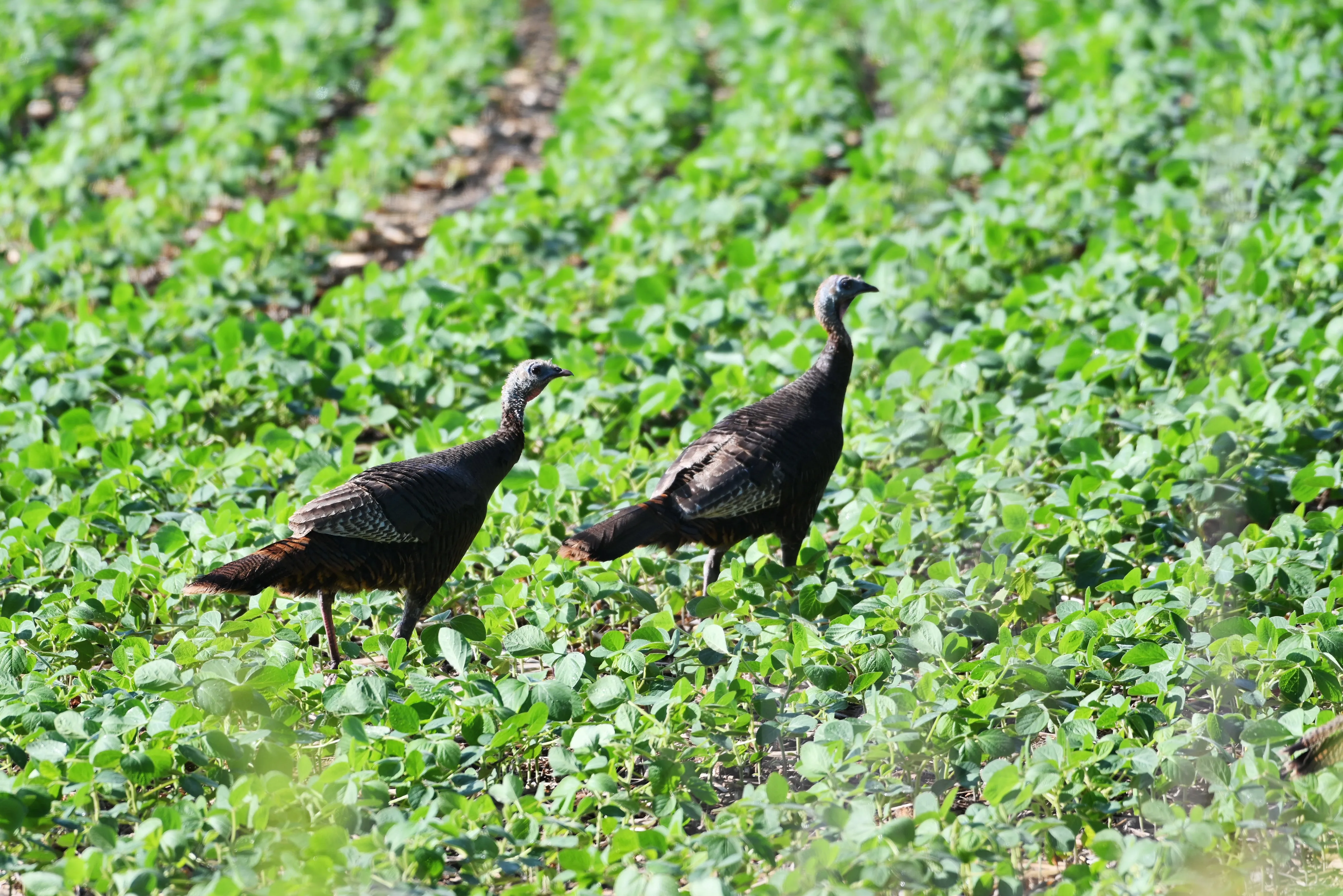 Tecomate GT Forage Soybeans